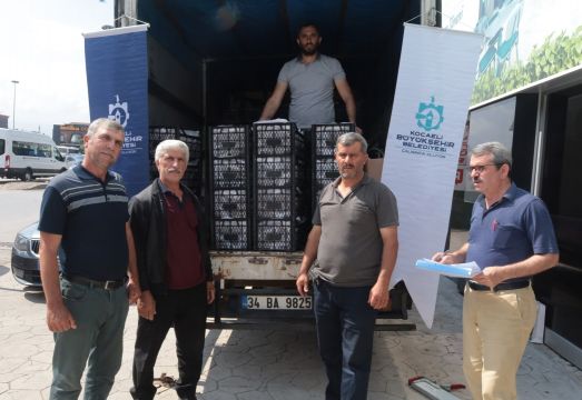 Kocaeli’de üreticilere 118 bin çilek fidesi dağıtıldı