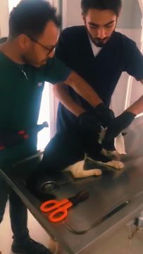 KARTEPE’DE KEDİ PİMAŞ PARÇASINDAN KURTULDU