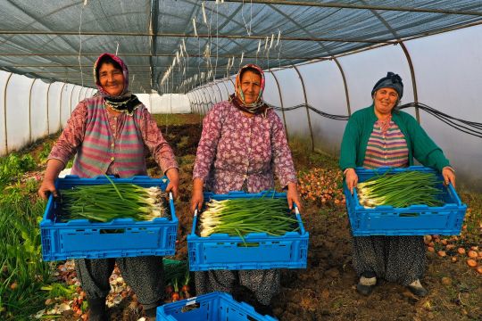 Büyükşehir’den yüzde 50 hibeli modern sera desteği