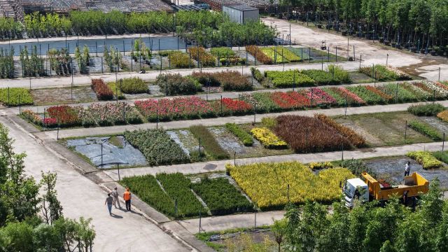 Büyükşehir’in fidanlığı Kocaeli’ni yeşillendiriyor