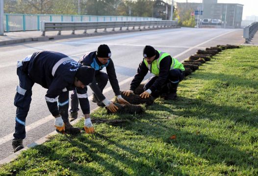 Ağaçlar yeni yerlerinde hayat bulacak